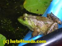 /home//u458753944/public_html/sourcegallery//Frogs/More bullfrogs/DSCN4296.JPG